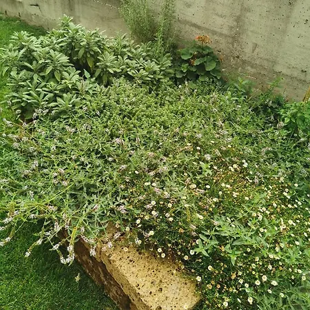 Daire Il Grifo - Bilocale In Collina Sul Mare A
