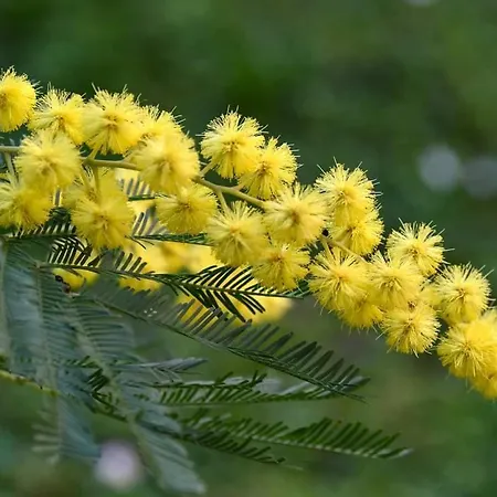 Daire Il Grifo - Bilocale In Collina Sul Mare A Gradara